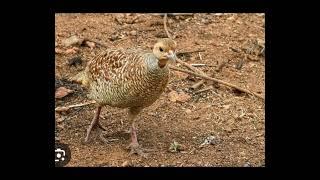 teetar ki Awaz jungle teetar trapping Partridge sounds Francolin voice #teetar #birds #sounds