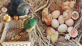 Aseel Hen Adopted 4 Chicks After Other Hen Hatching Eggs  Naturally Eggs Hatching