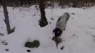 Karda çulluk avı woodcock beccaccia hunter#gopro#