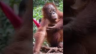 Do you ever have an itch that you just cant scratch???  #monkey #zoo #orangutan  #primate #ape