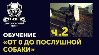 «От 0 до послушной собаки» ч.2  Выдержка Рядом Лежать   Черная немецкая овчарка Герда