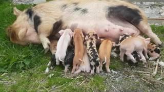 Kunekune Pig Feeding Her Piglets