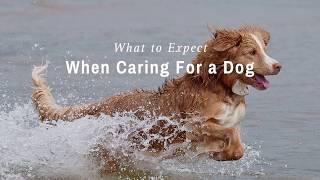 BC SPCA What to expect when caring for a dog