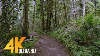 4K Virtual Forest Walk - 5 Hours Walking in the Woods Grand Ridge Trail Issaquah WA