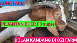 PEJANTAN BOER F3 SUPER