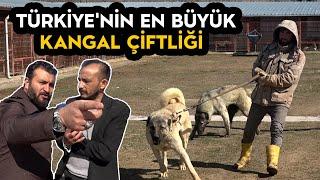 Türkiyenin En Büyük Kangal Çiftliği  Anadolu Aslanları