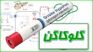 بیوشیمی و فیزیولوژی انسان هورمون ها  گلوکاگن