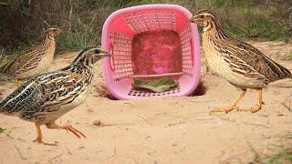 Build unique quail bird trap make from basket & deep hole - Easy quail bird trap