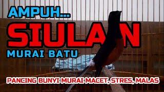 SIULAN MURAI BATU‼ AMPUH PANCING BUNYI MURAI MACET STRES DAN MALAS BUNYI