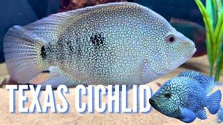 How to Keep Texas Cichlids Care Guide & Species Profile