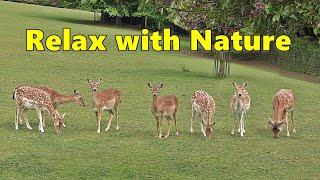 Dog TV Videos  Relax with Nature  Beautiful Deer  Relaxing TV for Dogs