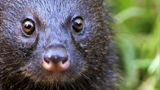 A Mongoose and Black Mamba Fight to the Death