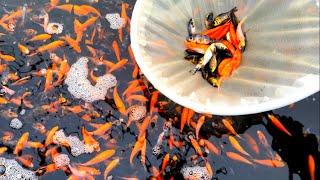 Caring For 1000s Of Japanese Koi Fry From Cuttlebrook Koi Farm - Week 5 Update