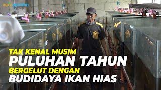 Tips dan Trik Budidaya Ikan Hias  Modal Kecil Untung Besar 