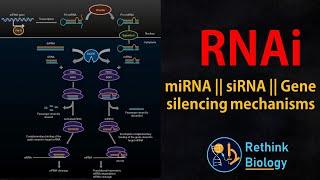 RNA interference RNAi Animation  miRNA  siRNA  mRNA regulation