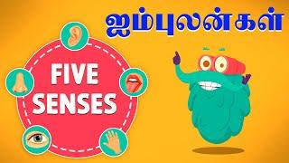 ஐம்புலன்கள்  The Five Senses - Seeing Hearing Smelling Tasting & Touching  Dr. Binocs Tamil