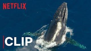 Our Planet  Humpback Whales  Clip  Netflix
