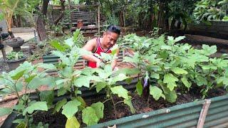 FROM GARDEN TO TABLE HARVEST PARA SA MASARAP NA HAPUNAN Filipino Food. Mukbang. Philippines.