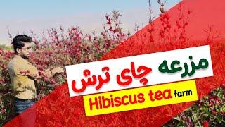 مزرعه چای ترش  Hibiscus tea farm