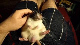 Dougal the rat likes being tickled