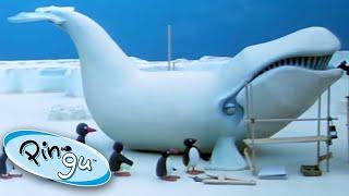 Pingu and the Giant Ice Whale  Pingu Official  1 Hour  Cartoons for Kids