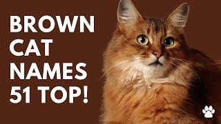 Brown Cat Names For Boy & Girl 51 Best Ideas