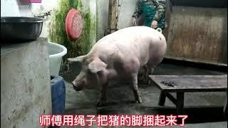 Pig Slaughter - Killing pigs with this method one person is enough