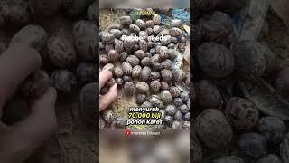 Ternyata Asal Usul Pohon Karet ini #shortvideo #edukasi #faktaunik