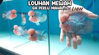 LOUHAN MEWAH GA PERLU MAHAL‼️YANG N FISH 18  SANTO ‼️