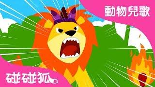 動物之王獅子  動物兒歌  碰碰狐pinkfong！兒童兒歌