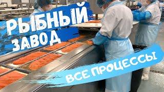 Рыбный завод в Польше. Самое подробное видео #рыбныйзавод #работавПольше #заводыПольши
