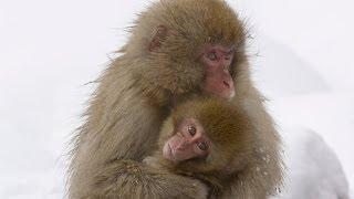 Snow Monkey Babies  Nature on PBS