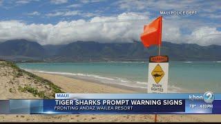 Tiger sharks spotted off Keawakapu Beach and White Rock Beach on Maui