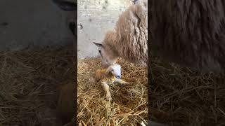 Things are happening in the sheep barn…from single lamb all the way to quads