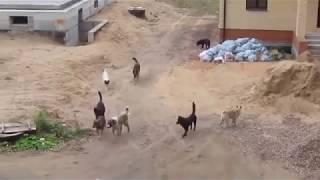 Dog fight for a female 