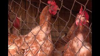 Nigerias poultry farming sector hit by inflation