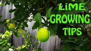 Growing a Lime Tree  EVERYTHING You Need To Know