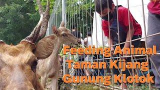 Feeding Animal  Taman Kijang Gunung Klotok