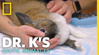 A Rabbit With Head Tilt  Dr. Ks Exotic Animal ER