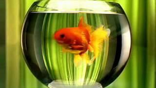 НТВ Рекламная отбивка Золотая рыбка 2003
