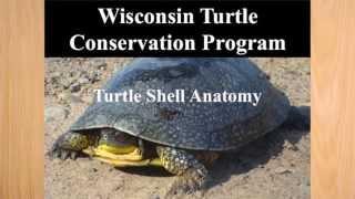 Turtle Shell Anatomy