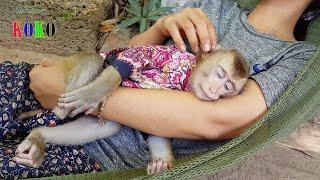 Mom Warm Comfort Monkey Koko After Koko Was Get Heal From Diarrhea