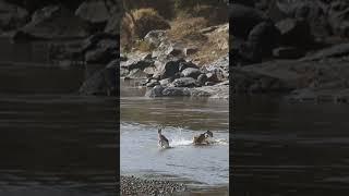 CROC GRABS A GAZELLE in the Mara River. It happened so quick they never stood a chance #croc #mara