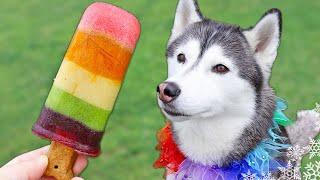 How To Make Rainbow Popsicles for Dogs  DIY Dog Treats