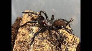 Rehousing our Monster Japanese Funnel Webs