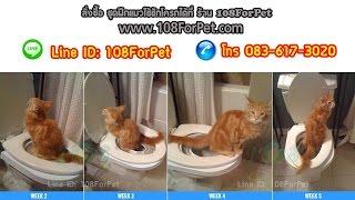 108forpet ชุดฝึกแมวเข้าห้องน้ำ ใช้ชักโครก แผ่นฝึกแมวนั่งชักโครก Citikitty2