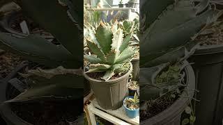 اگاوها   آگاو تیتانوتا تیغ مسی              agaves  agave titanota redcatweazle              صبار