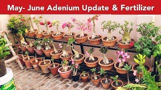 May - June Adenium Plants Update & Fertilizer