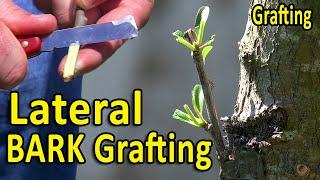 LATERAL BARK Grafting Technique  Using DORMANT and GREEN Scion Wood