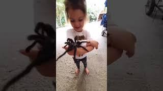 Girl and her two pet giant tarantulas